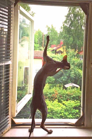 Kissa seisoo takajaloillaan ikkuna-aukolla