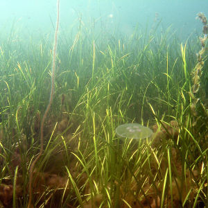 Meriajokas niityllä elää lukuisia lajeja, kuten korvameduusa.