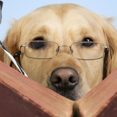 En hund med glasögon som läser en bok. Gångstavar skymtar också fram bakom boken.