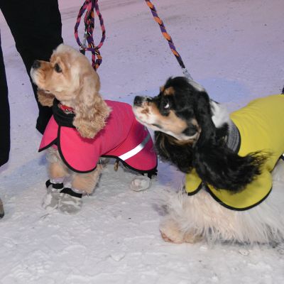 Kaksi koiraa lumisella tiellä talvimanttelit selässä.
