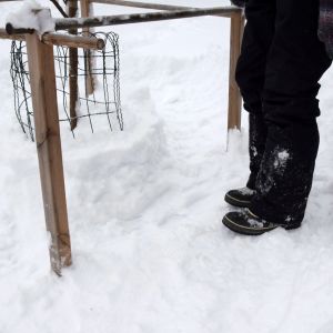 Lena trampar till snön i en vid cirkel runt äppelträdet för att sorkar och harar inte ska komma åt trädet så lätt Kängor på tilltrampad snö en meter ifrån ett äppelträd
