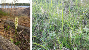 Nattviol. Bilden till vänster tagen av Solveig Slotte . Carina Nymans bild till höger är från Mörby i Åland, doften ledde henne till nattviolen. två bilder på nattviol