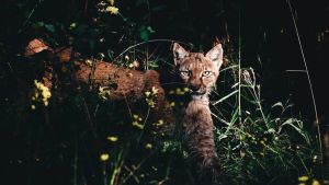 Ilves