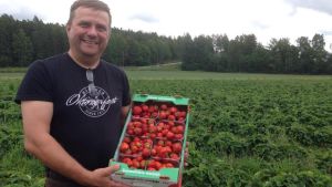 Odlare Kalle Åberg i Veikkola i Kyrkslätt. Jordgubbsodlare Kalle Åberg med jordgubbar