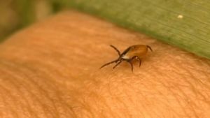 Finns det något mer än borrelia som fästingarna går runt och bär på? Fästing som kryper.