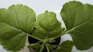 Nicotiana benthamiana on tupakan sukuinen kasvi