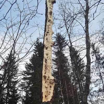 Palokärjen hakkaama leppä.