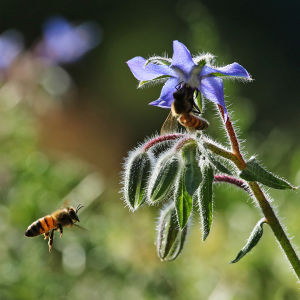 Mehiläisiä sinisen rohtopurasruohon eli kurkkuyrtin kukassa elokuussa Hatanpään arboretumissa Tampereella