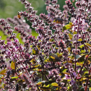 Violetti maustebasilika kukkii elokuussa Hatanpään arboretumissa Tampereella