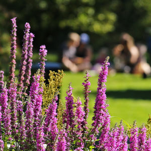 Violetti rantakukka kukkii elokuussa Hatanpään arboretumissa Tampereella, taustalla perhe piknikillä.