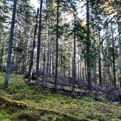 Metsän keskellä on lahopuita kaatuneena.