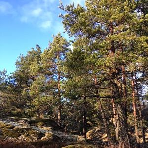 Metsäinen kallio Fiskarissa.