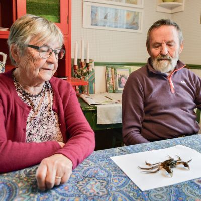 Ella ja Veijo Kanninen ovat kalastaneet verkoilla yli 50 vuotta, mutta tälläistä saalista ei ole ennen kohdalle osunut