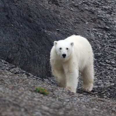 Jääkarhu Novaja Zemljalla