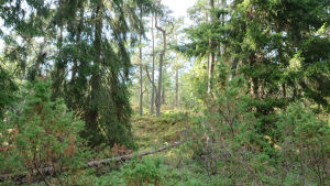 Gästans ö är speciell eftersom jordmånen delvis är morän, vilket är sällsynt i området. En äldre man lutar mot ett träd i en urskog på sommaren