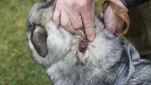 Tinka bets av varg, men klarade sig med antibiotika Hunden Tinka blev biten av varg