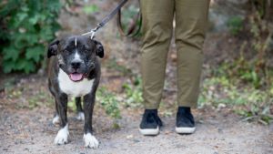 Den amerikanska staffordshireterriern har ett rykte om att vara aggressiv. amstaff