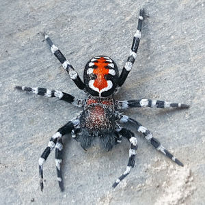 Loureedia Phoenixi -lajin oranssi-musta-valkoinen hämähäkki.