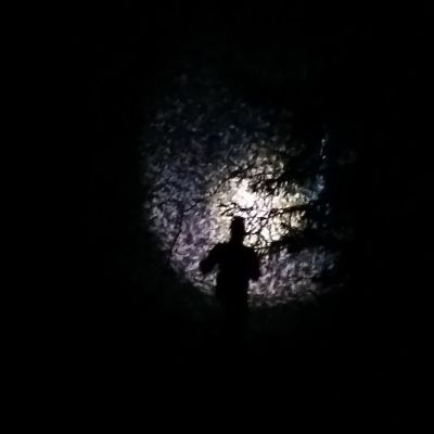 Ljuset från en orienterares pannlampa lyser upp nattskogen.