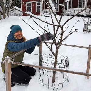 Äppelträd klarar i regel av vinterbeskärning, vare sig det är djur eller människor som klipper grenarna Trädgårdsmästare Lena Gillberg sitter på huk i snön framför ett familjeäppelträd