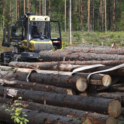Metsähakkuuta.