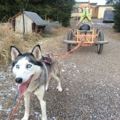 Koiria varten rakennetun kärryn tulee olla vahvarakenteinen.