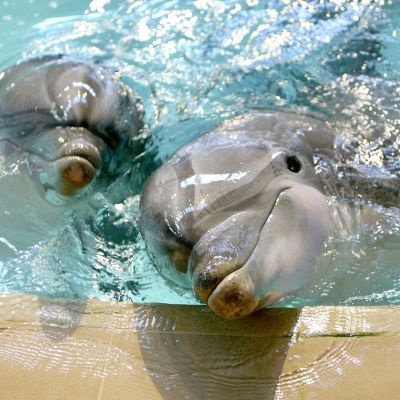Delfiner i Särkänniemi delfinarium