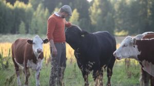 Hakoisten kartanon nuorempi isäntä Max Rosenberg ja komeaa Hereford-karjaa vanhassa, supisuomalaisessa maisemassa. Kuva Riikka-Maria Pöllä. Hakoisten kartanon nuorempi isäntä Max Rosenberg ja komeaa Hereford-karjaa supisuomalaisessa maisemassa. Kuva Riikka-Maria Pöllä.