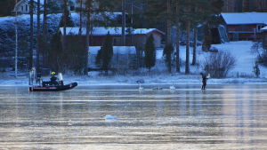 Det finns en liten risk för att svanar kan fastna i isen om det fryser på mycket snabbt. Bilden är tagen under svanräddningsoperationen på Seitlaxviken i början av december. Till vänster syns en person som kör en hydrokopter på isen. I mitten finns fastfrusna svanar och till höger är en person som bär en svan. I bakgrunden syns stranden med träd och hus.