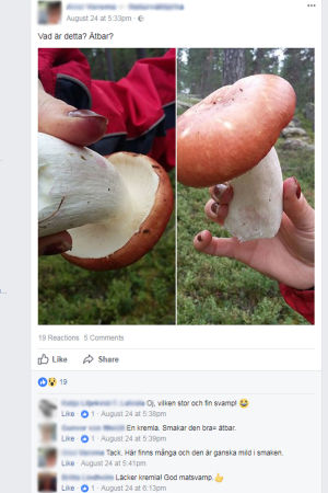 En skärmdump från en Facebookgrupp där en medlem ber om svampråd Bild av svampar på Facebook