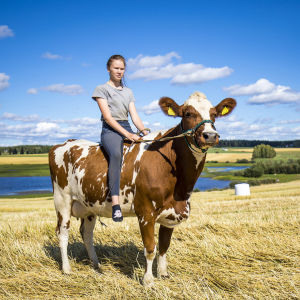 Maitotilan tytär ratsastaa lehmällä Toholammin maisemissa.