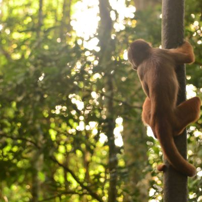 Kapusiiniapina Amazonin sademetsässä.