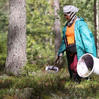 Nainen keräsi mustikoita Virolahdella 25. elokuuta.