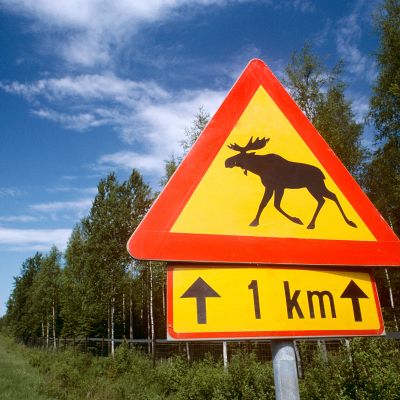 Liikennemerkki hirvivaroitus.