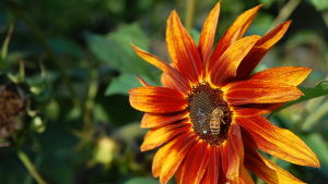 ett bi på en blomma