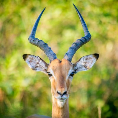 Impala