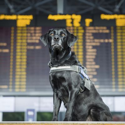 Vuoden Tullikoira 2017 on jo eläkkeelle siirtynyt labradorinnoutaja Merjatuulian Elosalama "Urho".