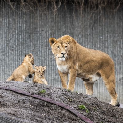 Nämä leijonat ovat Kööpenhaminan eläintarhasta. Pennut ulkoilivat ensimmäistä kertaa 19. helmikuuta.