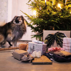 Joulukuusen edessä lattialla lahjapaketteja ja koira.