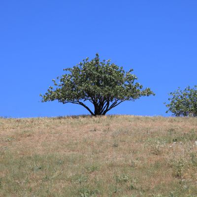 Pistaasipuu.