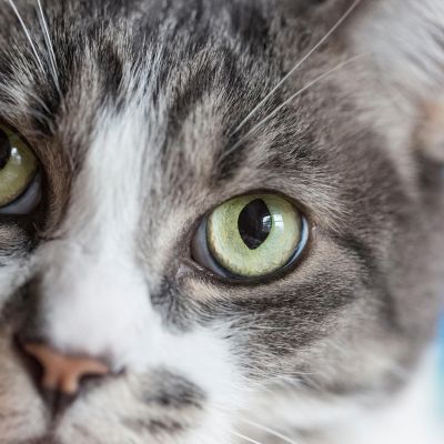 kissa