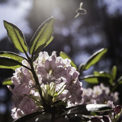 Etelä-Haagan rododendronpuisto.