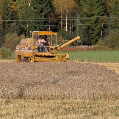 Vehnän puintia Kontiolahdella 23.9.2017.