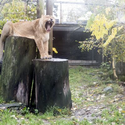 Leijonia Korkeasaaren eläintarhassa Helsingissä.