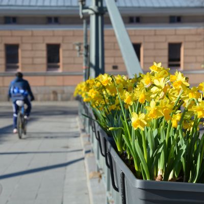 Narsisseja kukkalaatikossa.