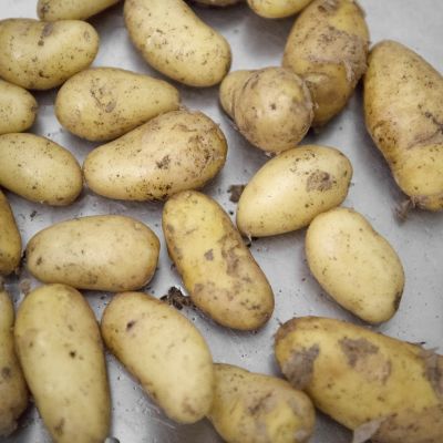 Varhaisperunoita.