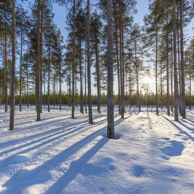 Mäntymetsä kevättalvella auringonlaskun aikaan.