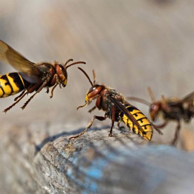 Herhiläinen (Vespa crabro).