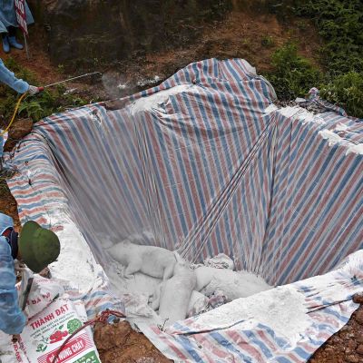 Terveysviranomaiset hautaavat maahan sikoja Vietnamin Hanoissa. Samalla he ruiskuttavat desinfiointiainetta kuolleisiin sikoihin Hanoissa sijaitsevan eristetyn karanteenissa olevan kuopan sisälle afrikkalaisen sikaruton leviämisen lopettamiseksi.