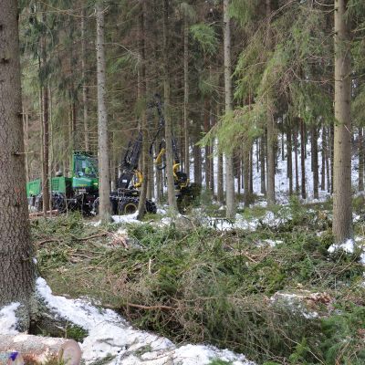 Metsäkone metsässä.